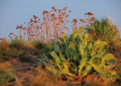 Image of yarrow