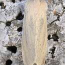 Image of large wainscot