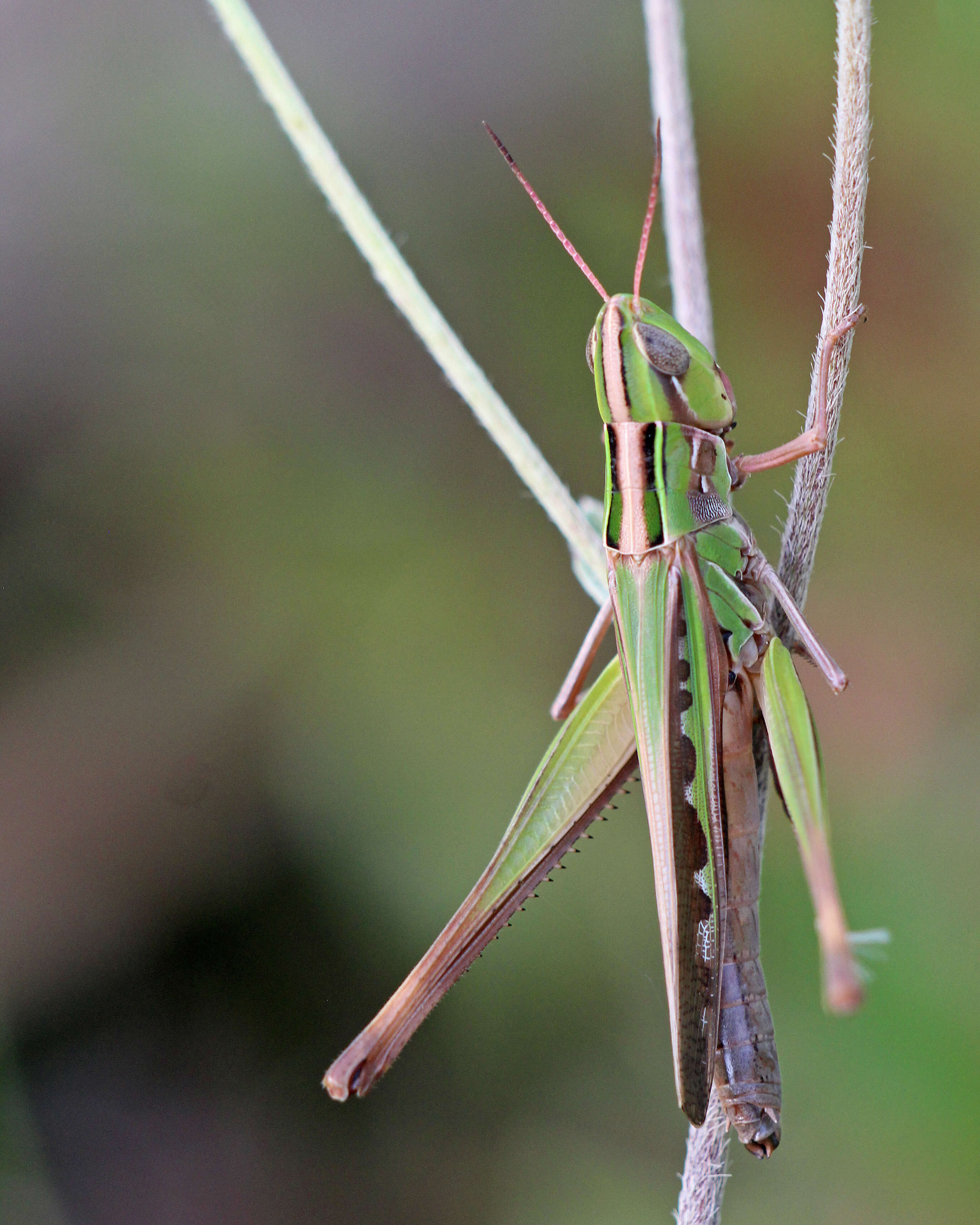 Image of Admirable Grasshopper