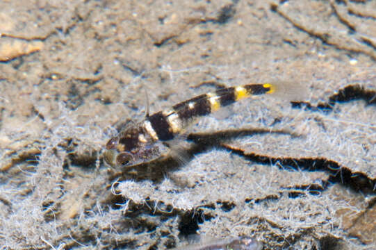 Image of Brachygobius