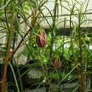 Sivun Lysimachia filifolia C. N. Forbes & Lydgate kuva