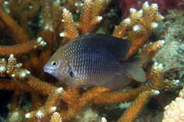 Image of Gregory Fishes