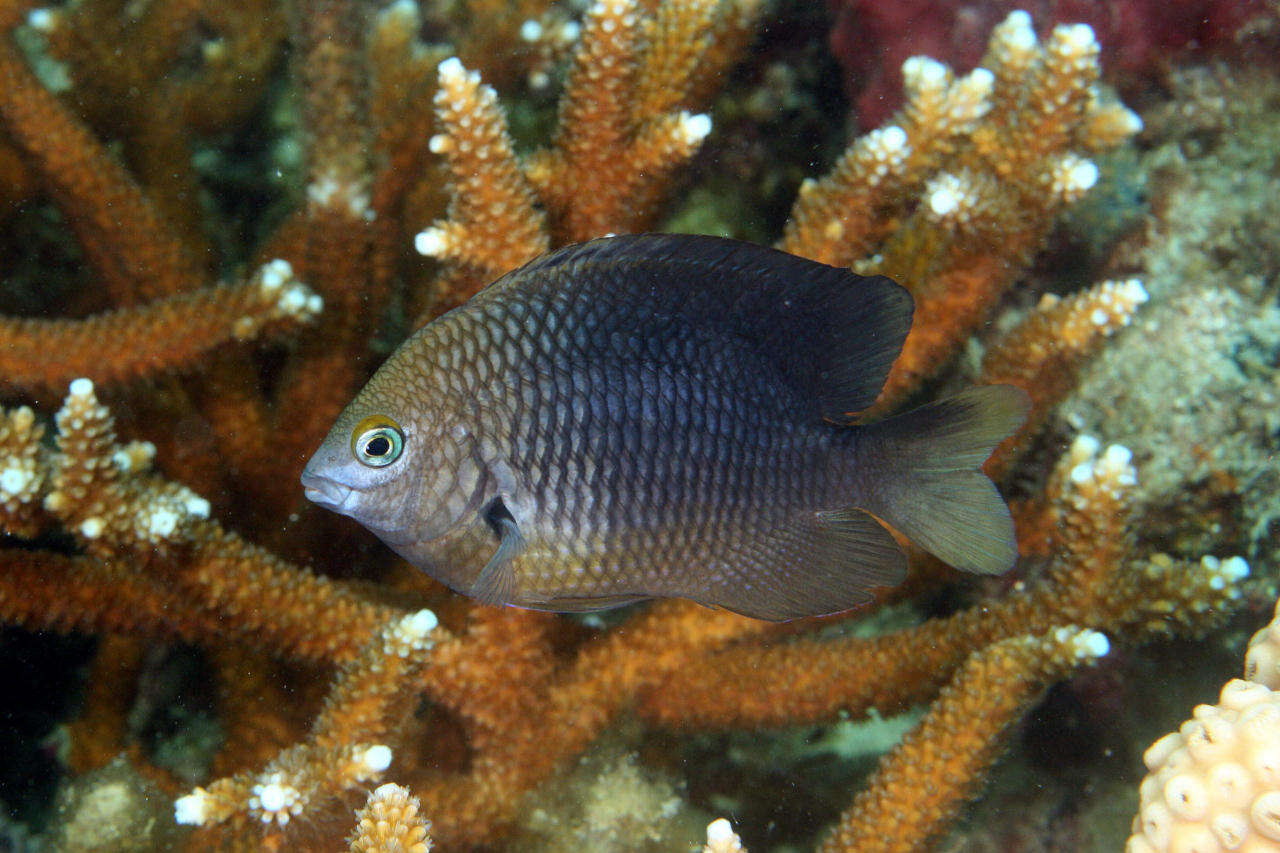 Image of Gregory Fishes