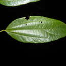 Image de Trichospermum mexicanum (DC.) Baill.