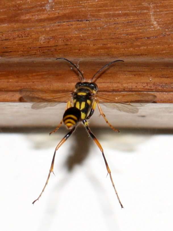 Image of mud daubers