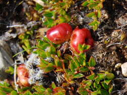 Image of Gaultheria tasmanica (Hook. fil.) D. J. Middleton