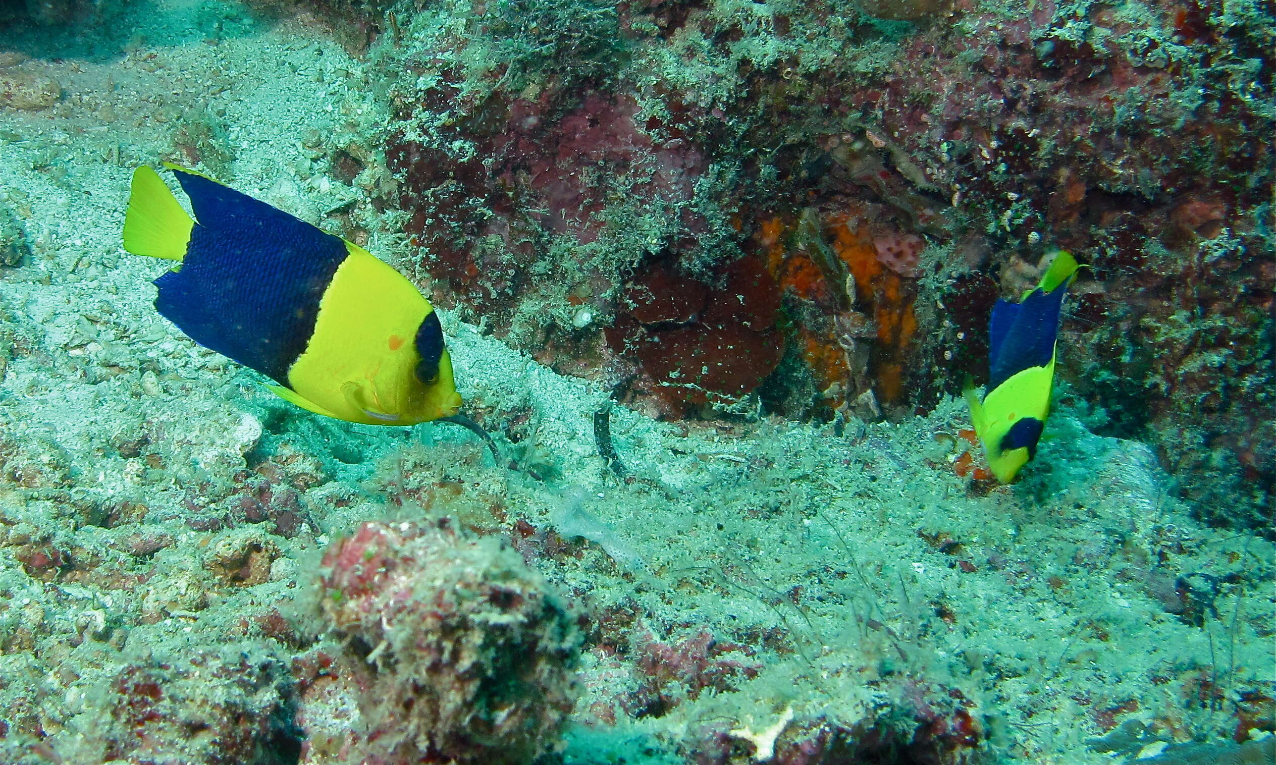 Image of Bicolor Angelfish