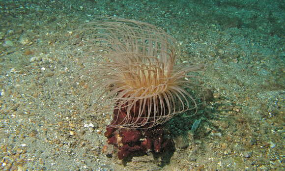 Image of ceriantharian anemones