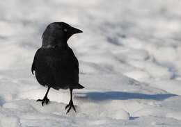 Image of Jackdaws