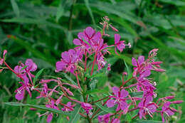 Image of rosebay willowherb