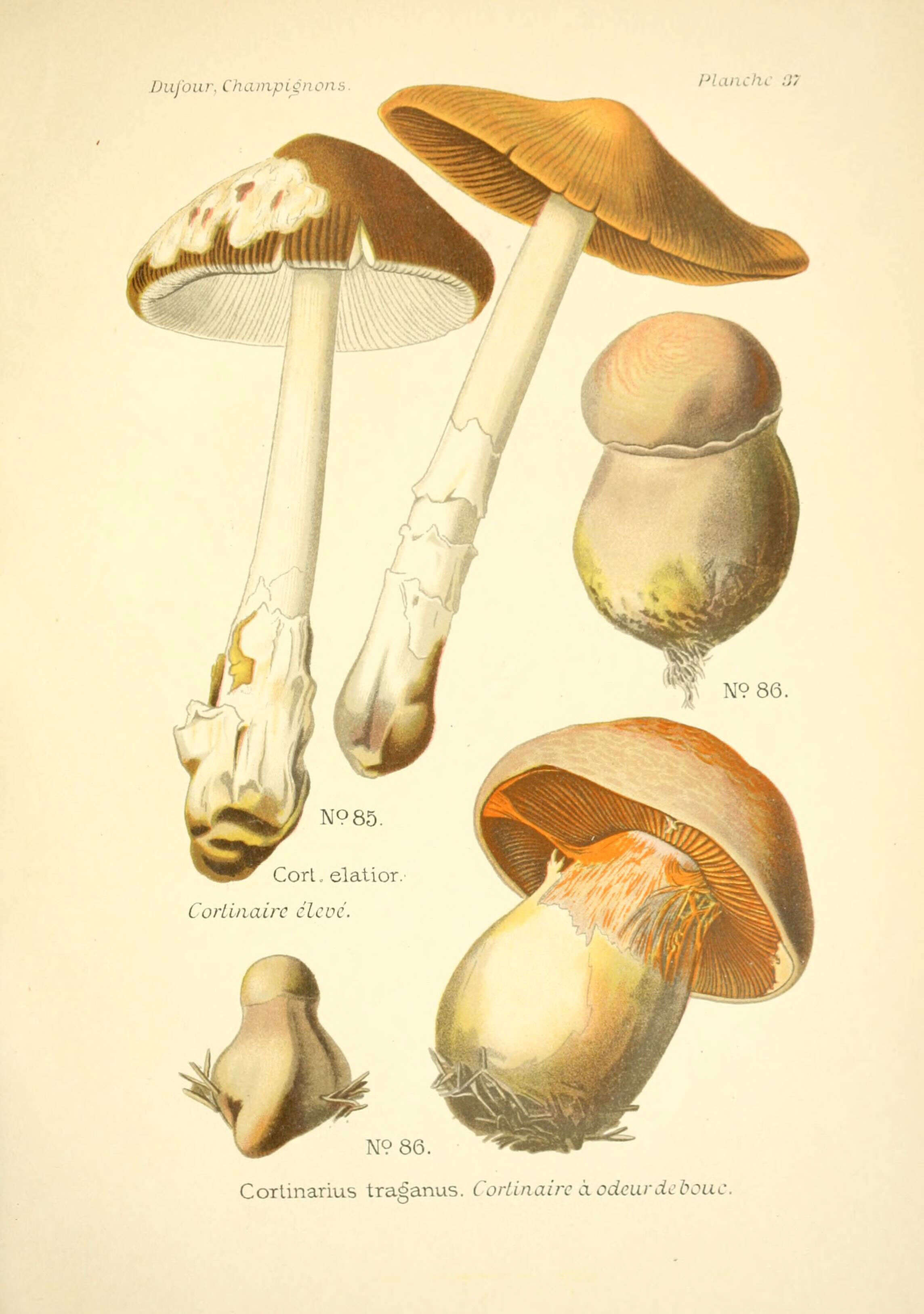 Слика од Cortinarius elatior Fr. 1838