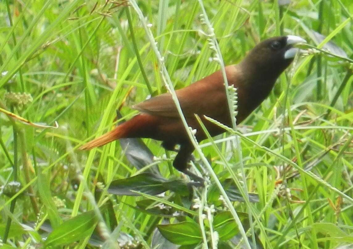 Image of Chestnut Munia