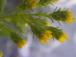 Image of Wright's goldenrod