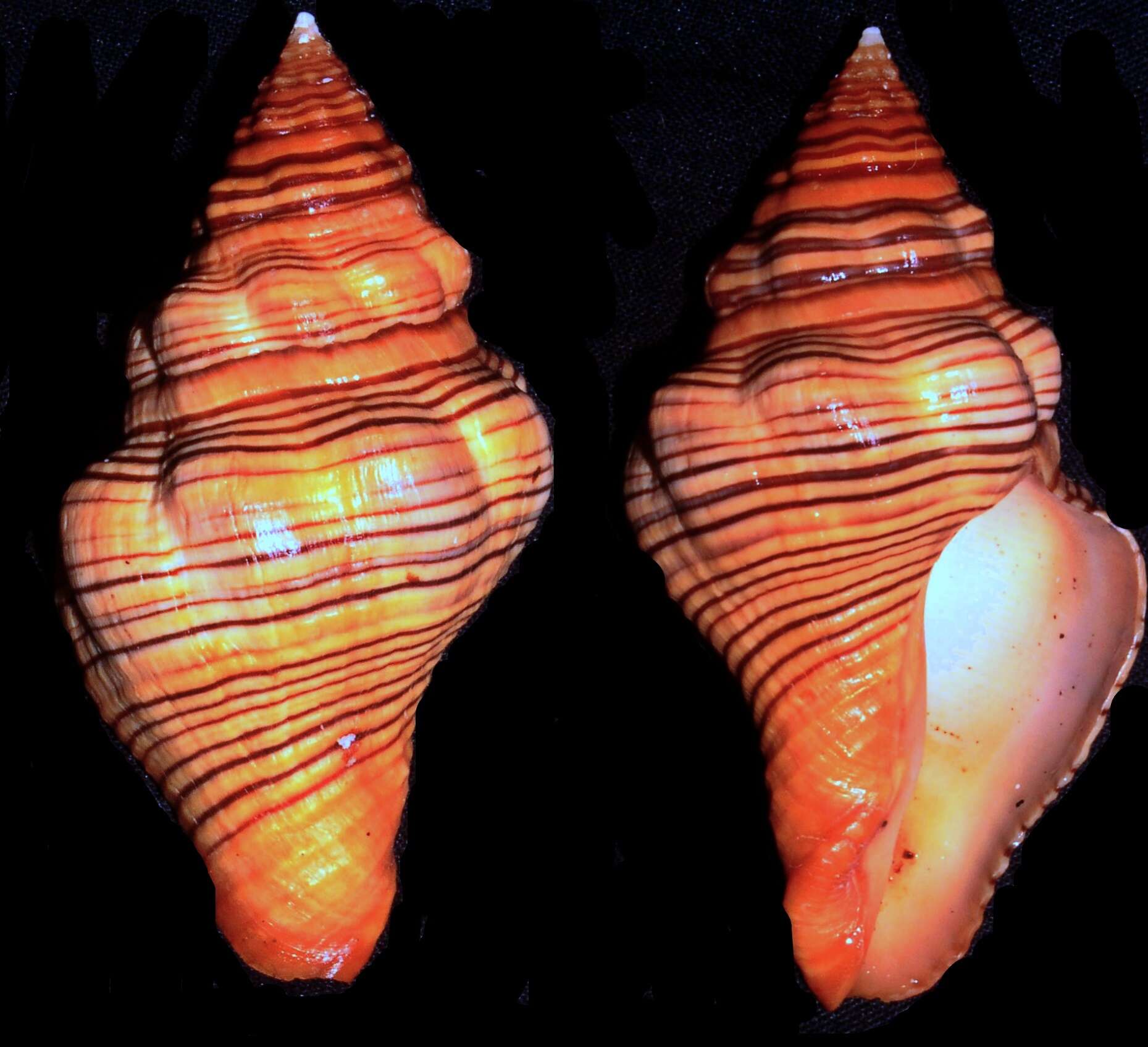 Image of Pseudomelatomidae J. P. E. Morrison 1966