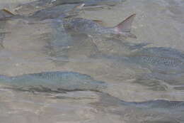 Image of Lethrinus