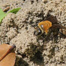 Image of Colletes thoracicus Smith 1853