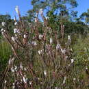 Image of coral heath