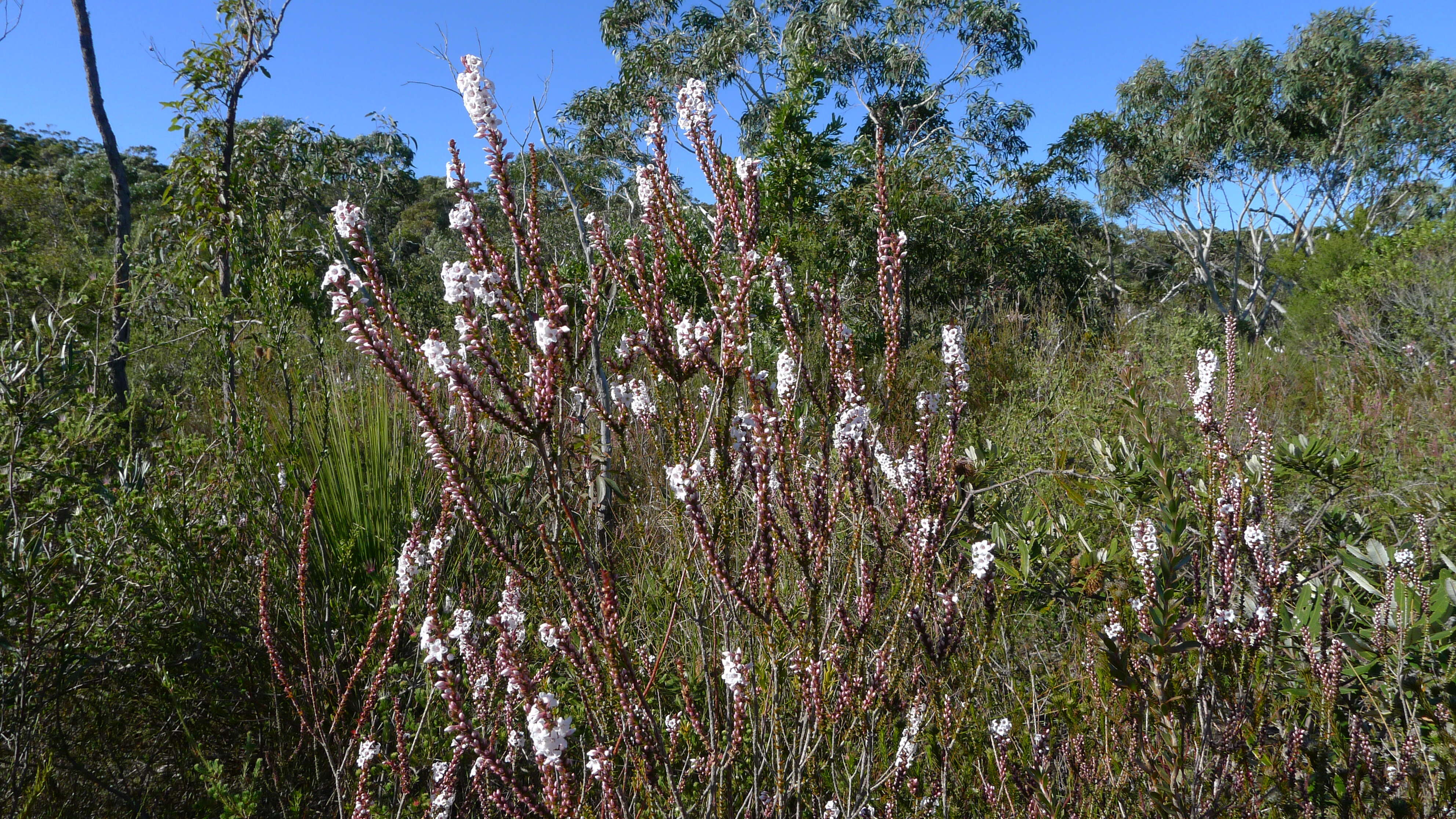 Sivun Epacris microphylla R. Br. kuva