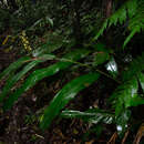 Image of Alpinia hainanensis K. Schum.