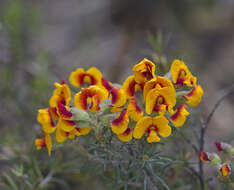 Image of Dillwynia cinerascens R. Br.