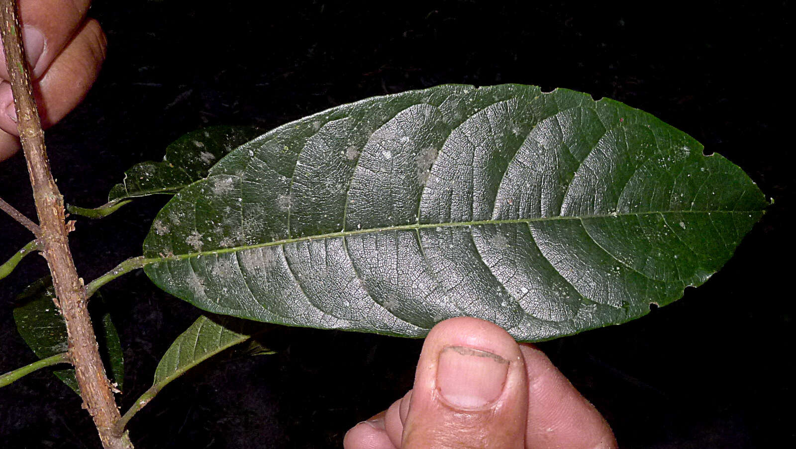 Image de Carpotroche brasiliensis (Raddi) Endl.