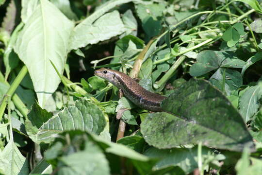 Image of Indian Forest Skink