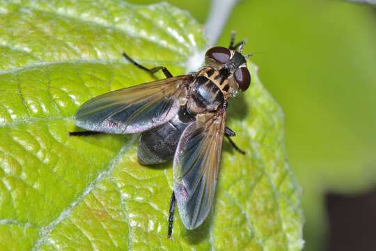 Image of Tachinid fly