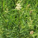 Image of Meadow-sweet