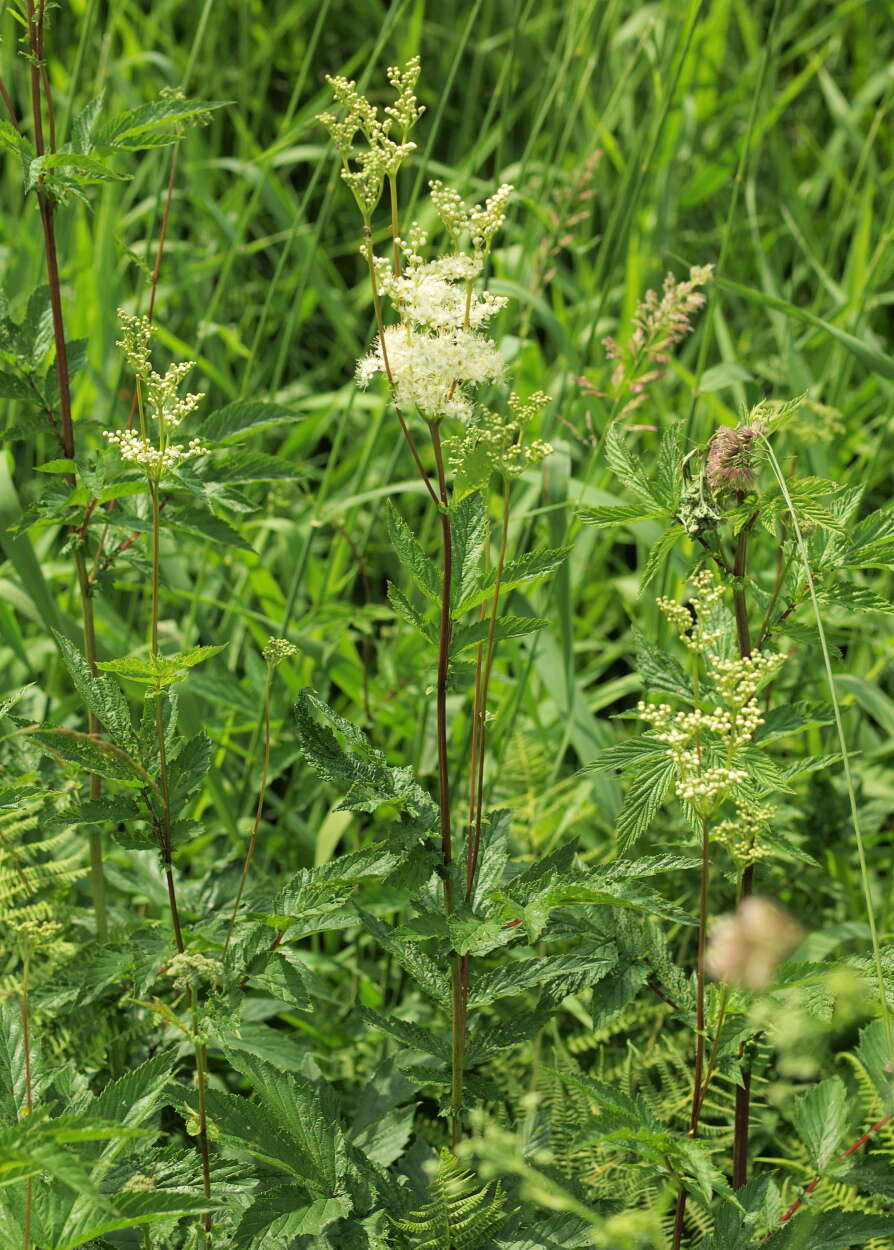 Plancia ëd Filipendula