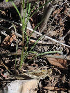 Image of Bird Grasshoppers