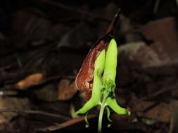 Image de Pseudopiptadenia psilostachya (DC.) G. P. Lewis & M. P. Lima