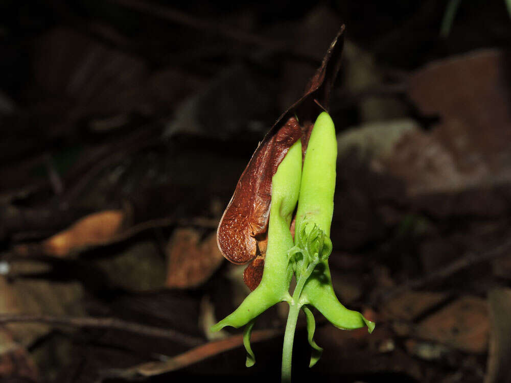 Image of Pseudopiptadenia