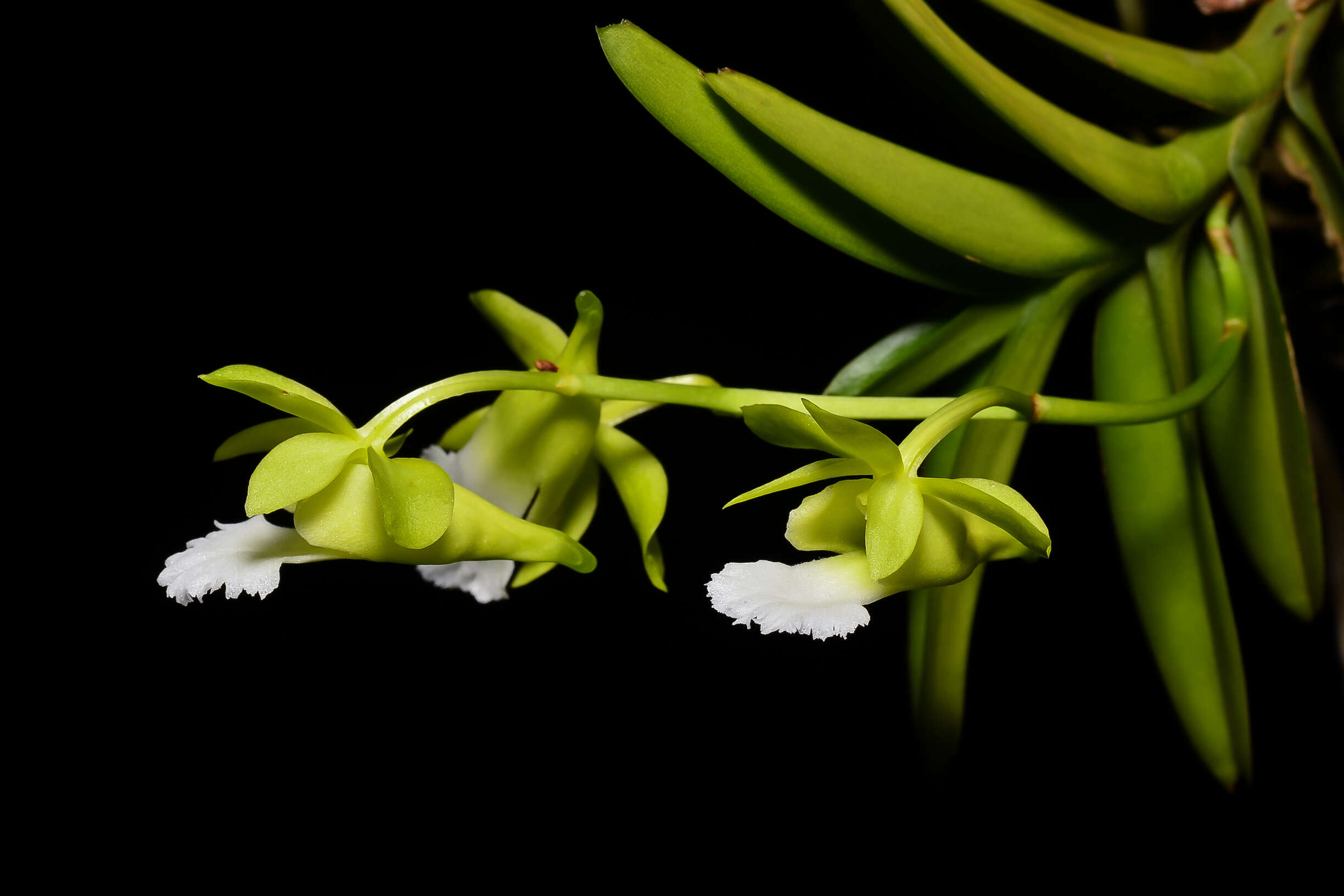 Image of Vanda vietnamica (Haager) L. M. Gardiner