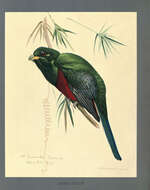 Image of African Trogons