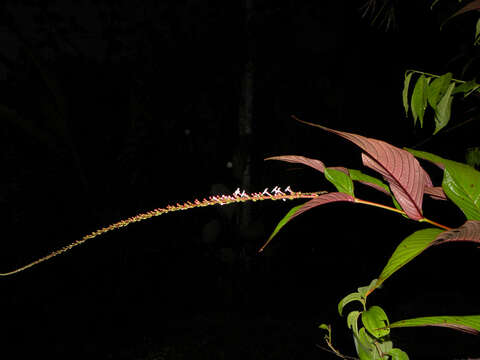 Image of Gonzalagunia brenesii Standl.