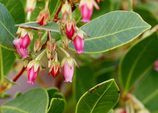 Lyonia lucida (Lam.) C. Koch resmi