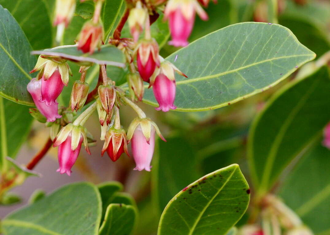 Lyonia lucida (Lam.) C. Koch resmi