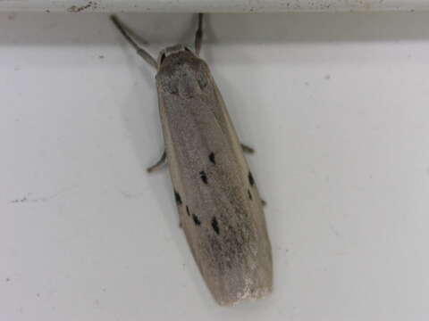 Image of dotted footman