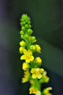 Image of agrimony