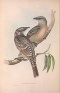 Image of Chlamydera Gould 1837