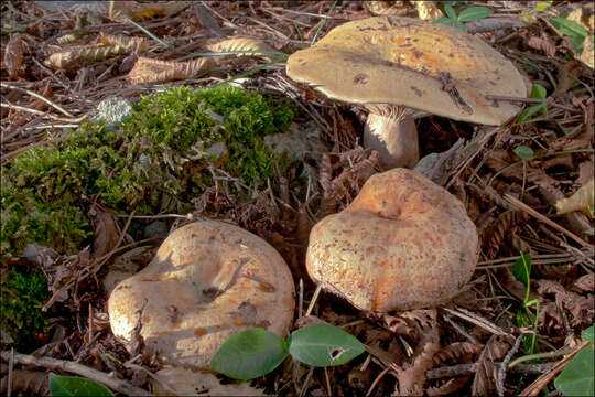 Imagem de Lactarius sanguifluus (Paulet) Fr. 1838