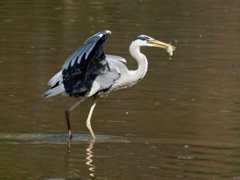 Image of Grey Heron