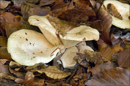 Image of Milk Cap Mushrooms