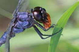 Libellula Linnaeus 1758 resmi