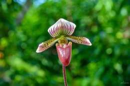 Слика од Paphiopedilum barbatum (Lindl.) Pfitzer