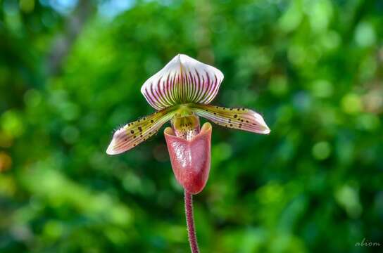 Image de Paphiopedilum barbatum (Lindl.) Pfitzer