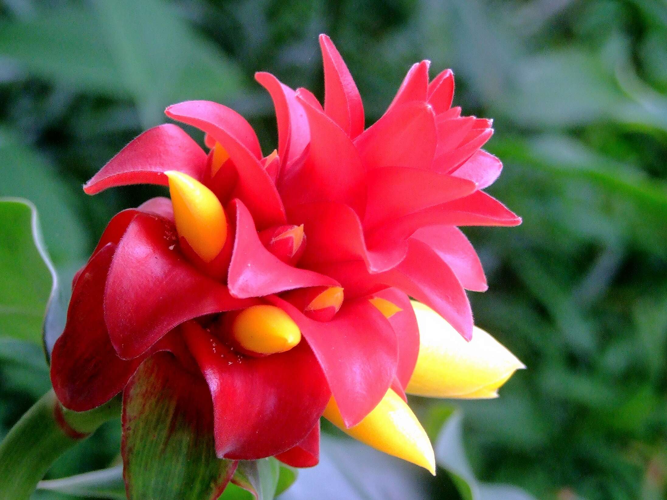 Image of Scarlet Spiral-Ginger