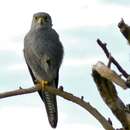 Image of Grey Kestrel