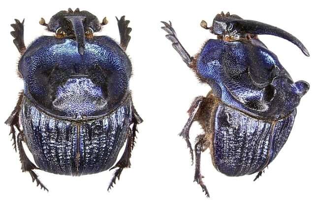 Imagem de Coprophanaeus (Megaphanaeus) lancifer (Linnaeus 1767)