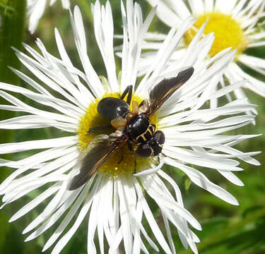 Image of Tachinid fly